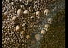 Macabre Bone Artwork