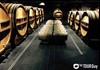 Champagne Cellar