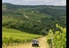 Jeep driving through vineyard