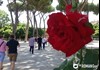 Aventine Hill Rose Garden