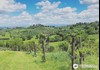 Final Vineyard