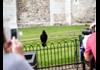 An image of one of the Tower of London ravens